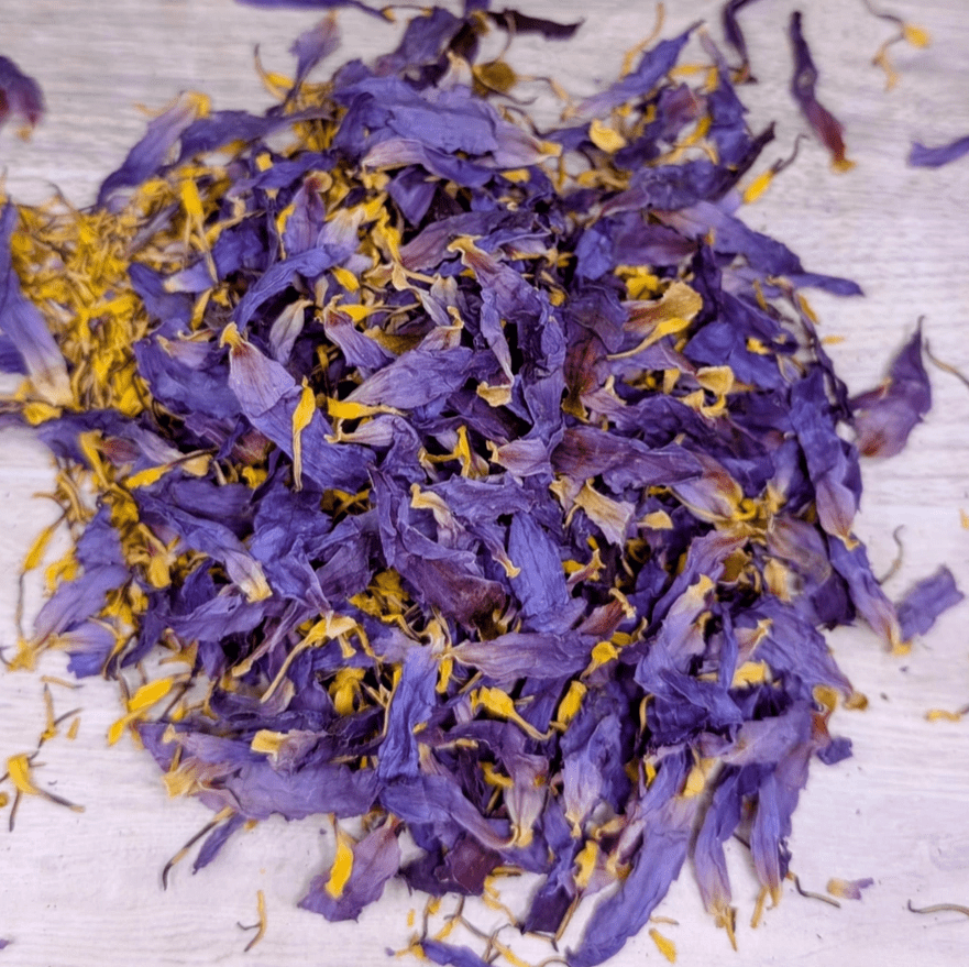 Blue Lotus Flowers - Forceup