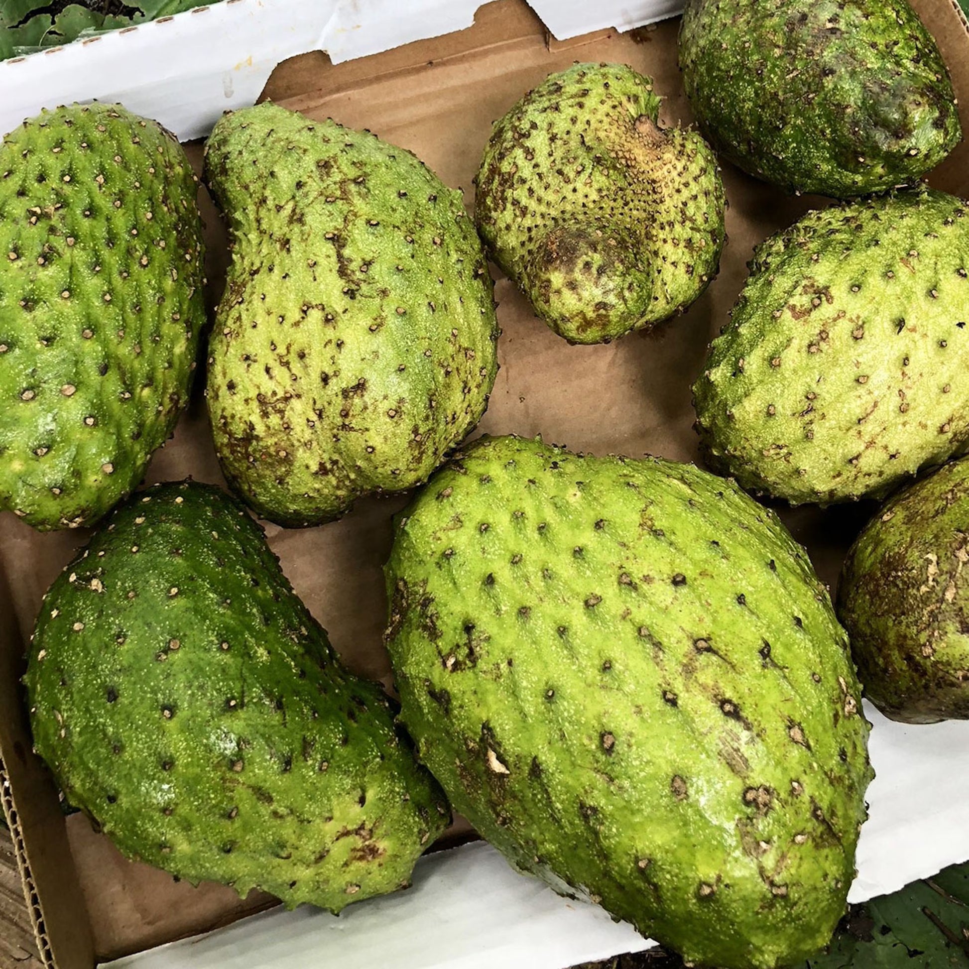 100% natural Soursop oil bottle by Forceup with a green label and soursop fruit in the background.